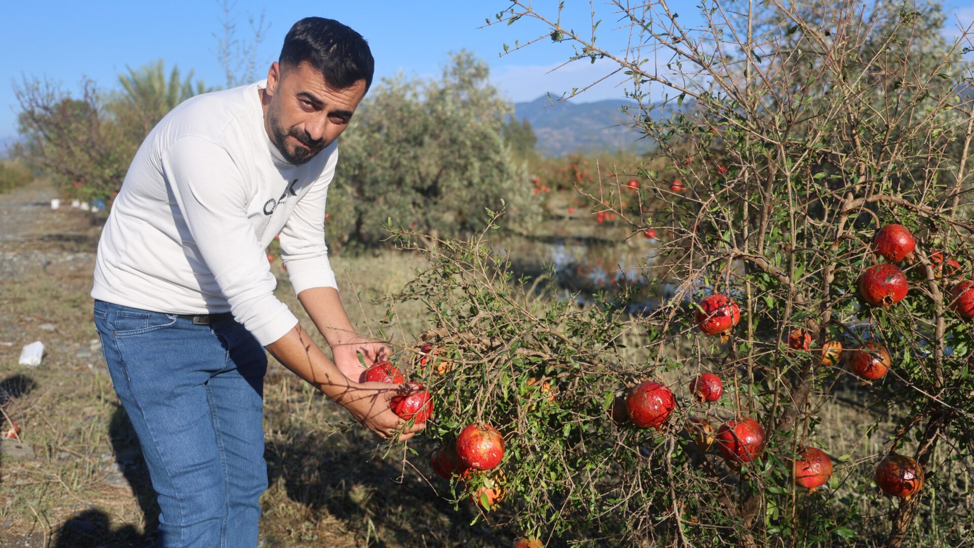 Ceviz büyüklüğündeki dolu, tonlarca narı vurdu