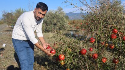CEVİZ BÜYÜKLÜĞÜNDEKİ DOLU, İHRACATA HAZIRLANAN 100 DÖNÜMLÜK ARAZİDEKİ TONLARCA NARI VURDU