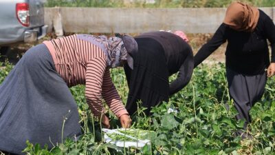 PROTEİN VE LİF BAKIMINDAN ZENGİN OLAN LÜBYEDE HASAT BAŞLADI